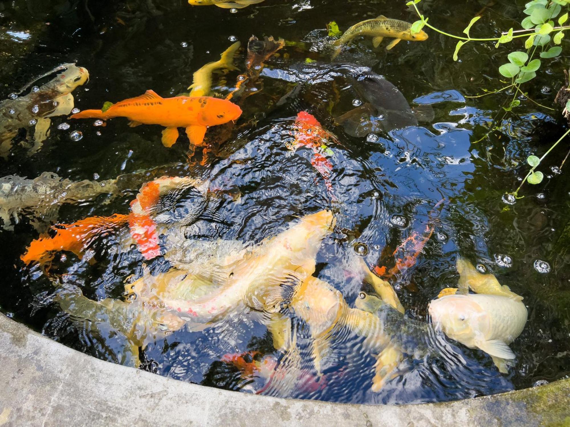 Villa La Rodina 迪亚诺马里纳 外观 照片